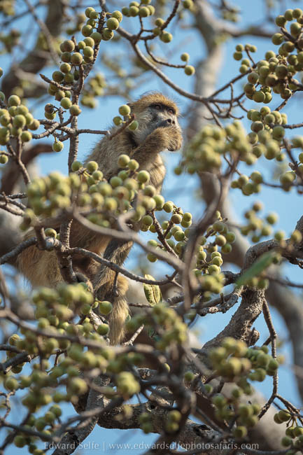 Wildlife image from photo safari with edward selfe in south luangwa national park.