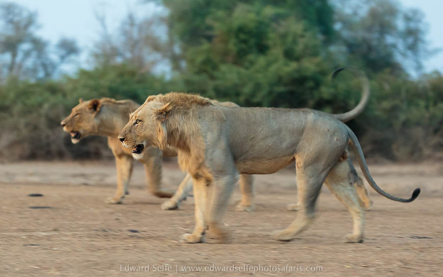Wildlife image from photo safari with edward selfe in south luangwa national park.