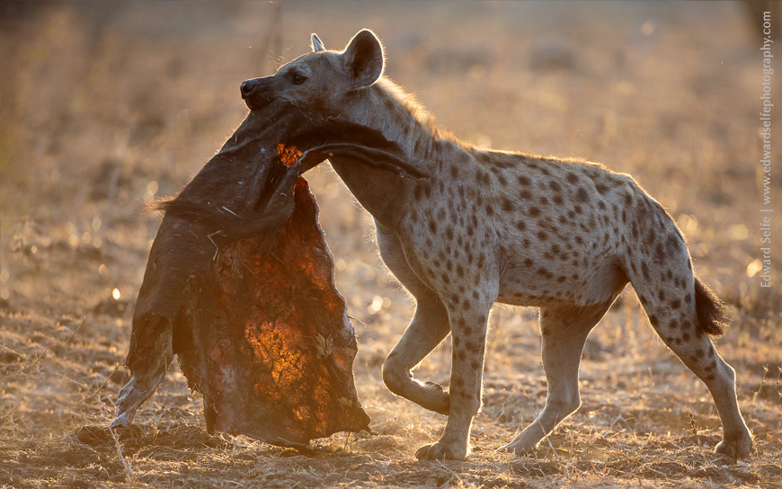 Spotted hyaenas feed on the drying hide of a buffalo carcass, killed by lions two days previously, in South Luangwa National Park.