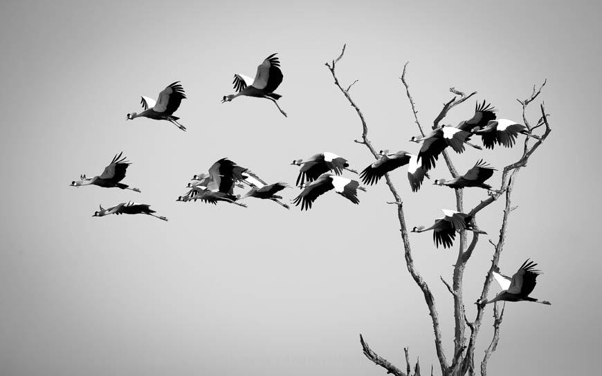 A flight of Crowned Cranes in South Luangwa National Park