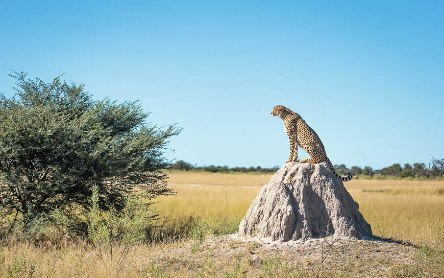 Images of wildlife from photo safari with edward selfe
