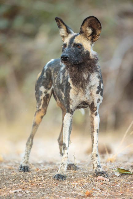 Wildlife image from photo safari with edward selfe in south luangwa national park.