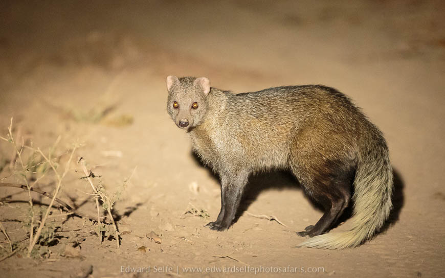 Wildlife image from photo safari with edward selfe in south luangwa national park.