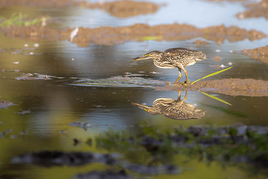 Images of wildlife from photo safari with edward selfe in south luangwa.
