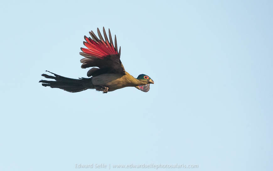 Wildlife image from a photo safari with edward selfe.