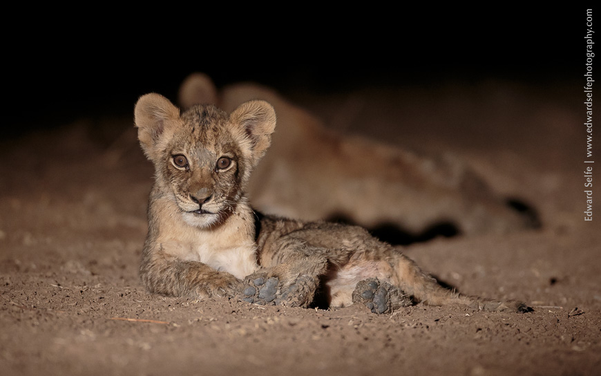 A very young lion cub resting on the sand in South Luangwa.
