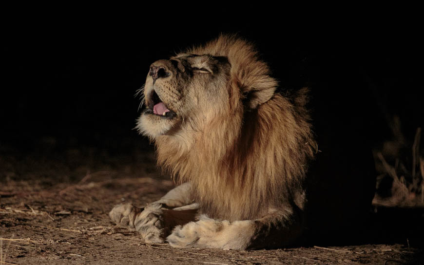Wildlife image from photo safari with edward selfe in south luangwa national park.