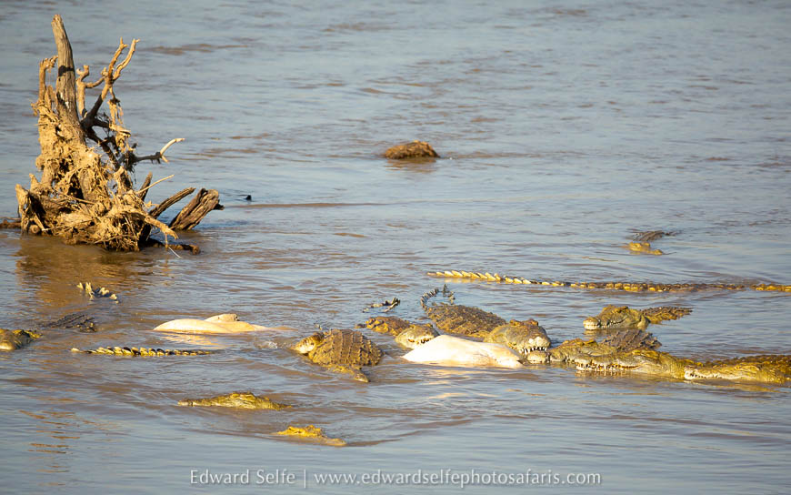 Wildlife image from photo safari with edward selfe.