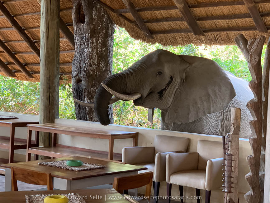 Wildlife image from a photo safari with edward selfe.