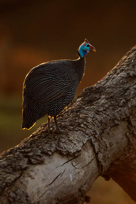 Images of wildlife from photo safari with edward selfe in the south luangwa np.