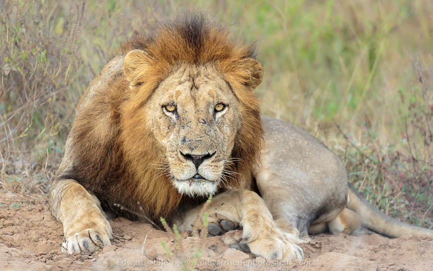 Wildlife image from photo safari with edward selfe.