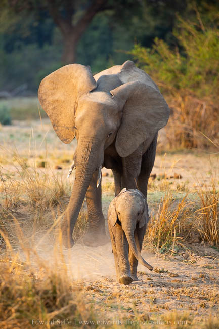 Wildlife image from photo safari with edward selfe in south luangwa national park.