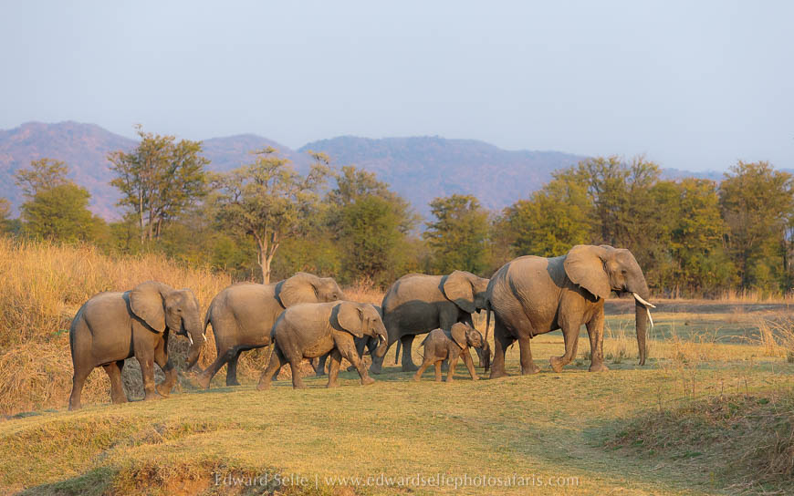 A herd of elephants with small calves on photo safari in south luangwa national park.