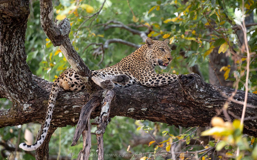 Wildlife image from photo safari with edward selfe in south luangwa national park.