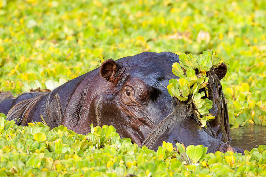 Images of wildlife from photo safari with edward selfe in zambia.