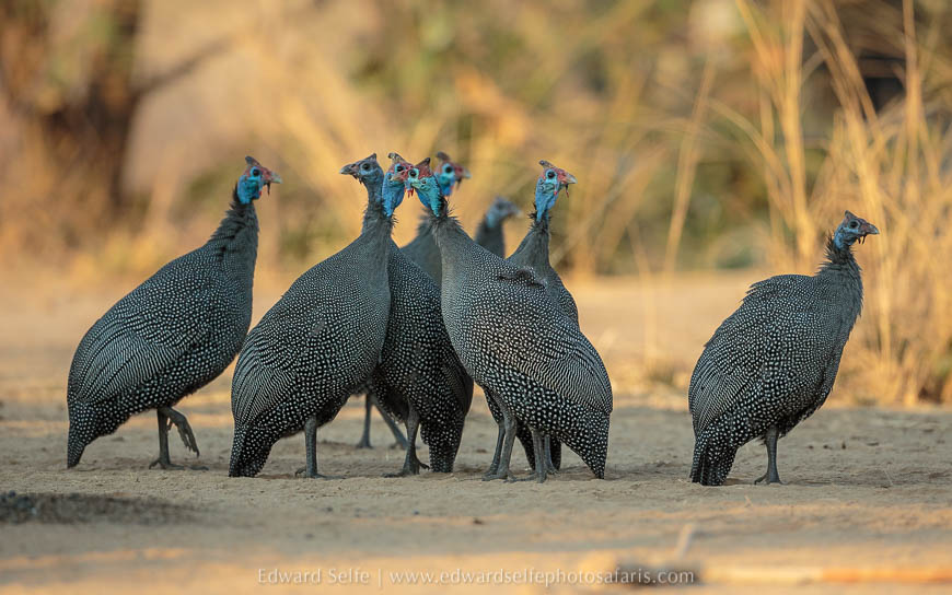 Panicked guinea fowl near a dead elephant on photo safari with edward selfe in south luangwa national park.