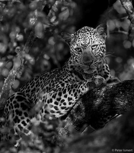 Magic light on a leopard in South Luangwa National Park.