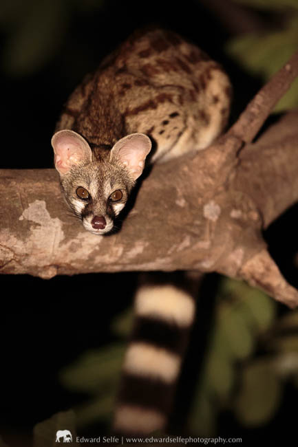 A genet spotted on a night drive in South Luangwa National Park.