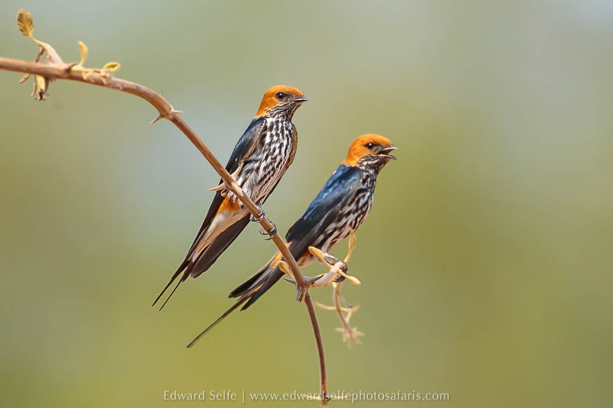 Wildlife image from a photo safari with edward selfe.