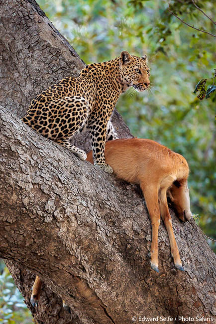 Image from exclusive luangwa photo safari by edward selfe