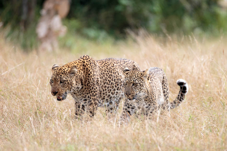 A pair of leopards in the South Luangwa National Park
