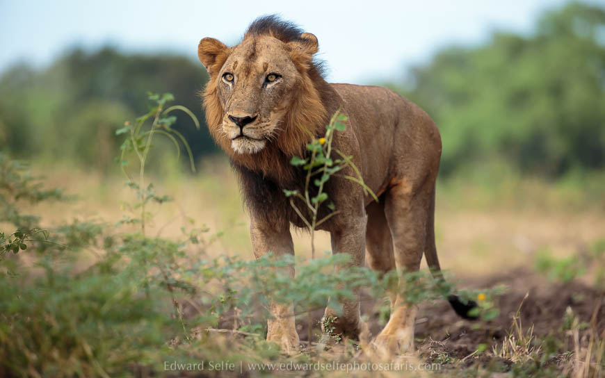 Wildlife image from photo safari with edward selfe.