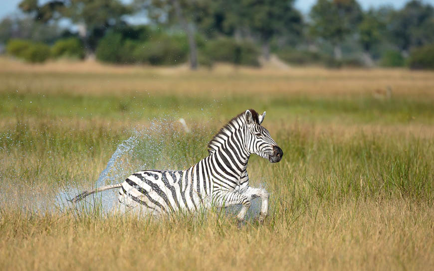 Images of wildlife from photo safari with edward selfe