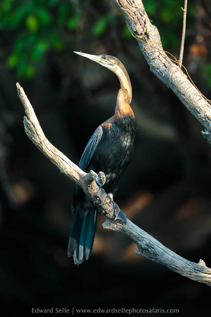 Wildlife image from a photo safari with edward selfe.