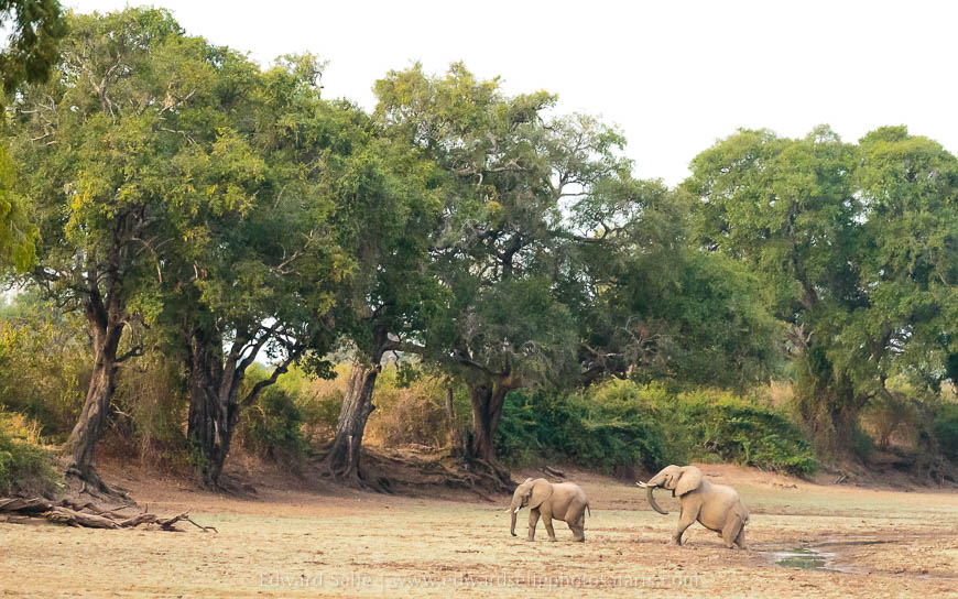 Wildlife image from photo safari with edward selfe in south luangwa national park.