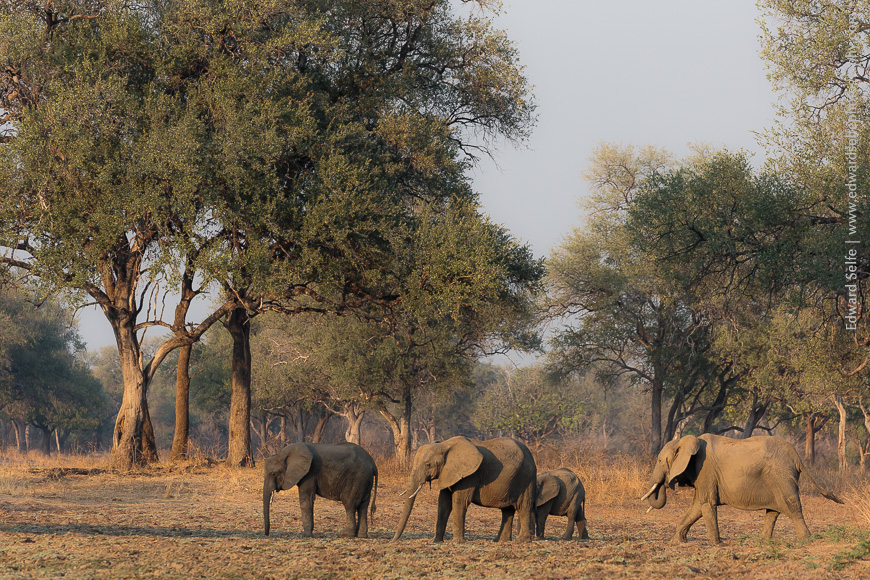 4 elephants feed in a dambo, surrounded by Luangwas magnificent trees.