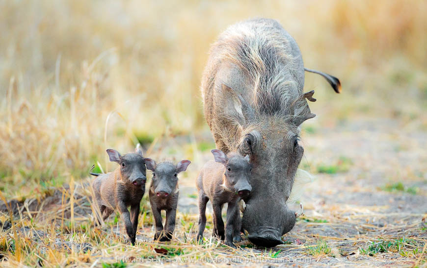 Wildlife image from photo safari with edward selfe in south luangwa national park.