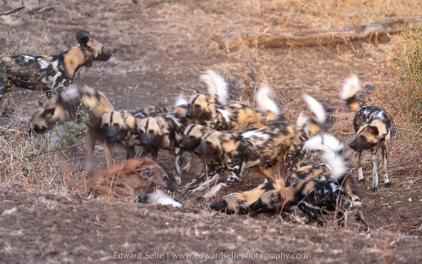 Wild dogs attack a hyaena on photo safari in south luangwa national park.