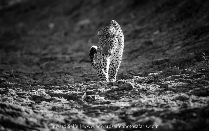 Wildlife image from photo safari with edward selfe.