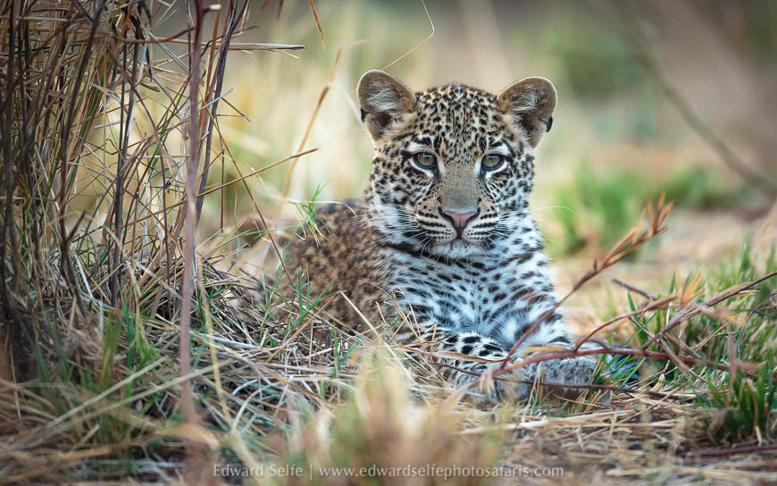 Wildlife image from a photo safari with edward selfe.