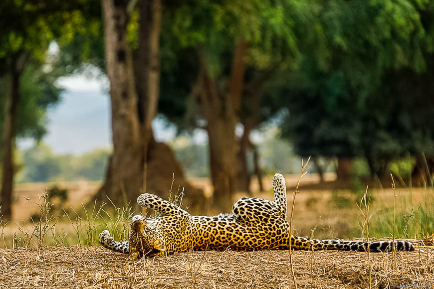 Andre erlichs image of wildlife from photo safari with edward selfe in zambia.