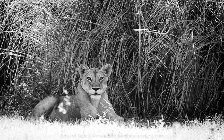 Wildlife image from photo safari with edward selfe.
