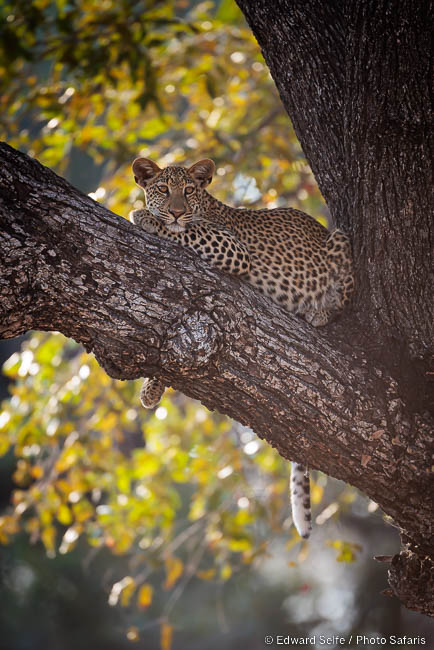 Wildlife image by edward selfe from photo safari in southern africa.