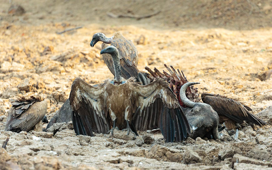 Wildlife image from photo safari with edward selfe in south luangwa national park.