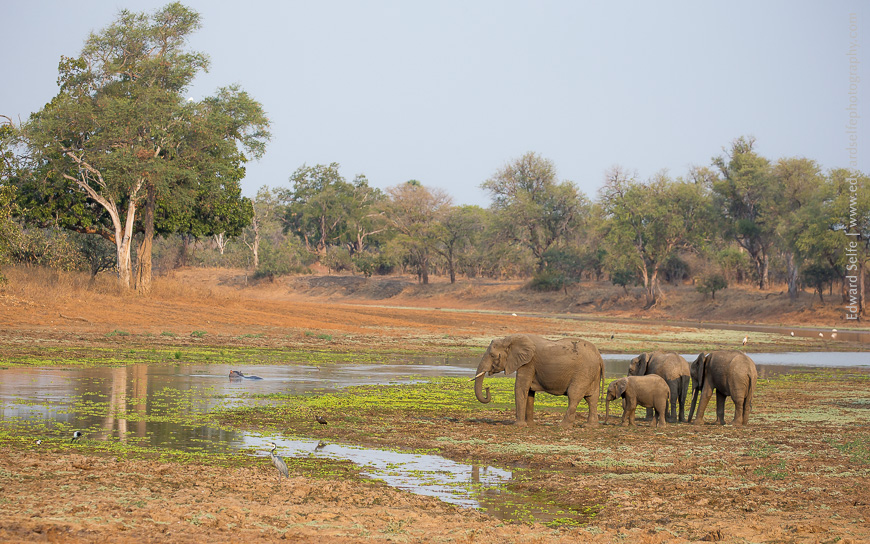 Elephants feed along the margins of lunga lagoon in nsefu sector.
