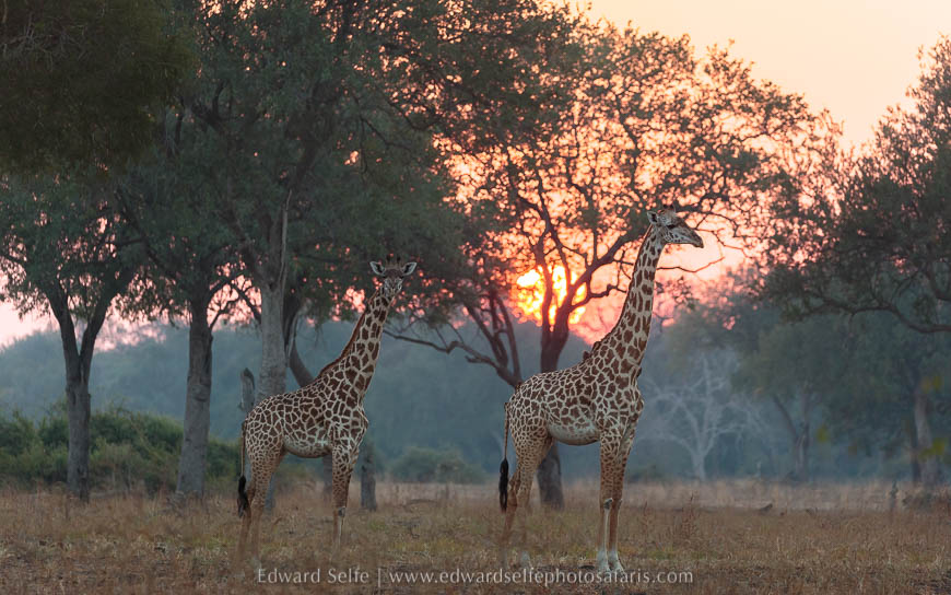 Backlit giraffe on photo safari with edward selfe in south luangwa national park.