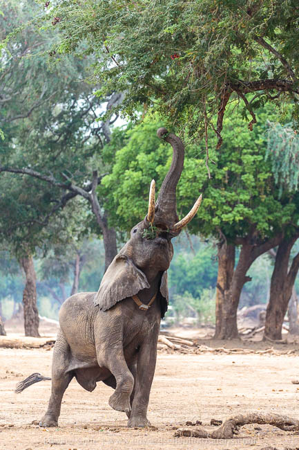 Wildlife image from photo safari with edward selfe.