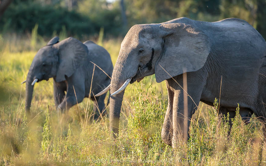 Wildlife image from photo safari with edward selfe.