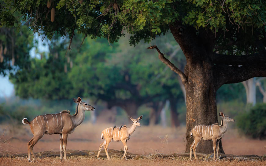 Images of wildlife from photo safari with edward selfe in the nsefu sector.