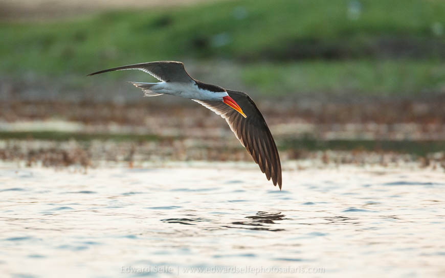 Wildlife image from photo safari with edward selfe safaris.