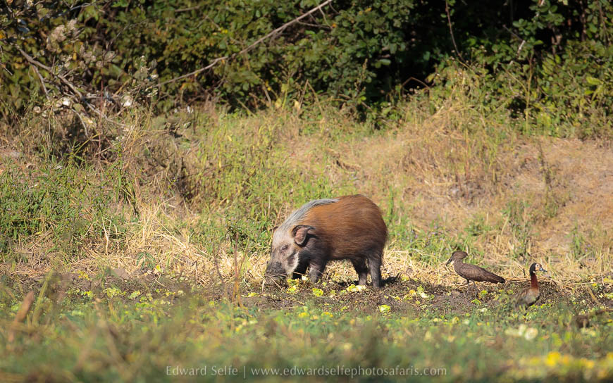 Wildlife image from photo safari with edward selfe.