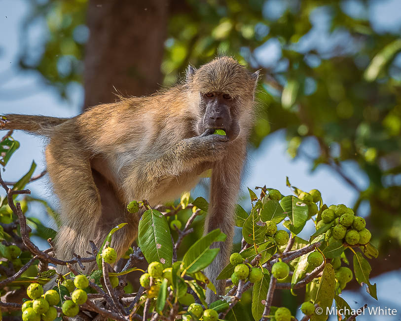 Mike white’s image of wildlife from photo safari with edward selfe in zambia.