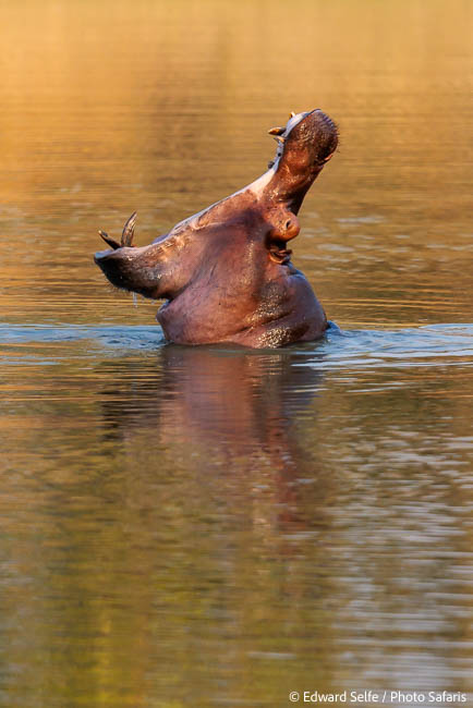 Image from exclusive luangwa photo safari by edward selfe