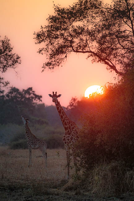 Images of wildlife from photo safari with edward selfe in the nsefu sector.