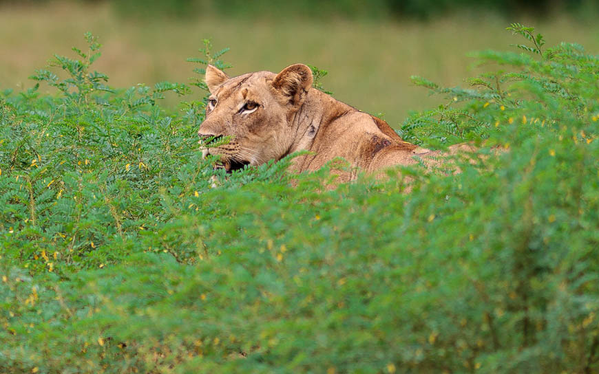A lioness peers through long grass in South Luangwa.