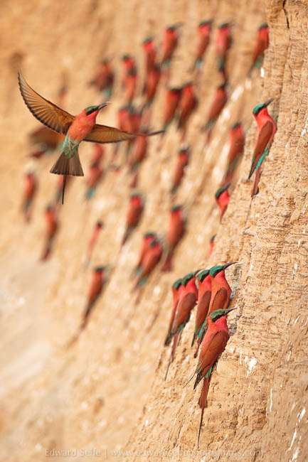 Wildlife image from photo safari with edward selfe in south luangwa national park.